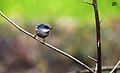 White-cheeked Bushtit