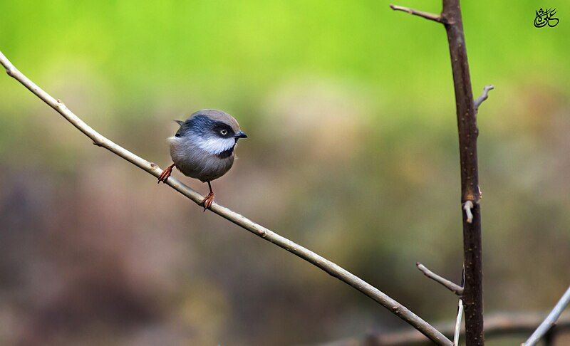 File:White-cheeked bushtit.jpg