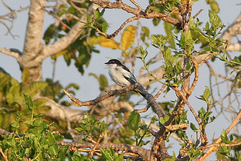 File:White-shouldered Triller.jpg