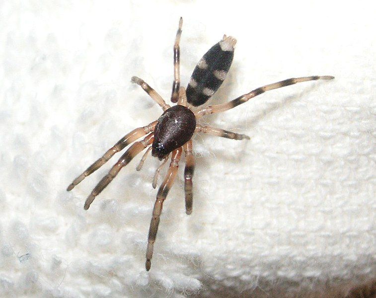 File:White-tailed spider.JPG