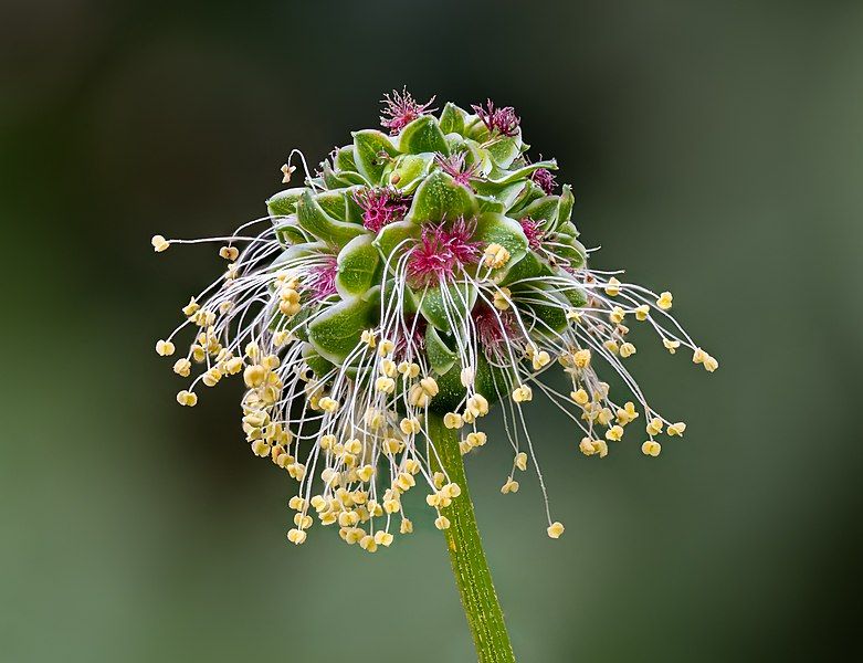 File:Wiesenknopf Blüte 6260037-PSD-PSD.jpg