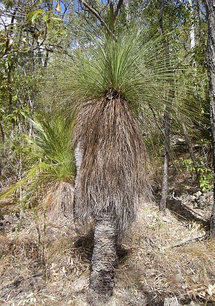 File:Xanthorhoea latifolia.jpg