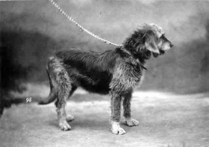 Otterhound 1879