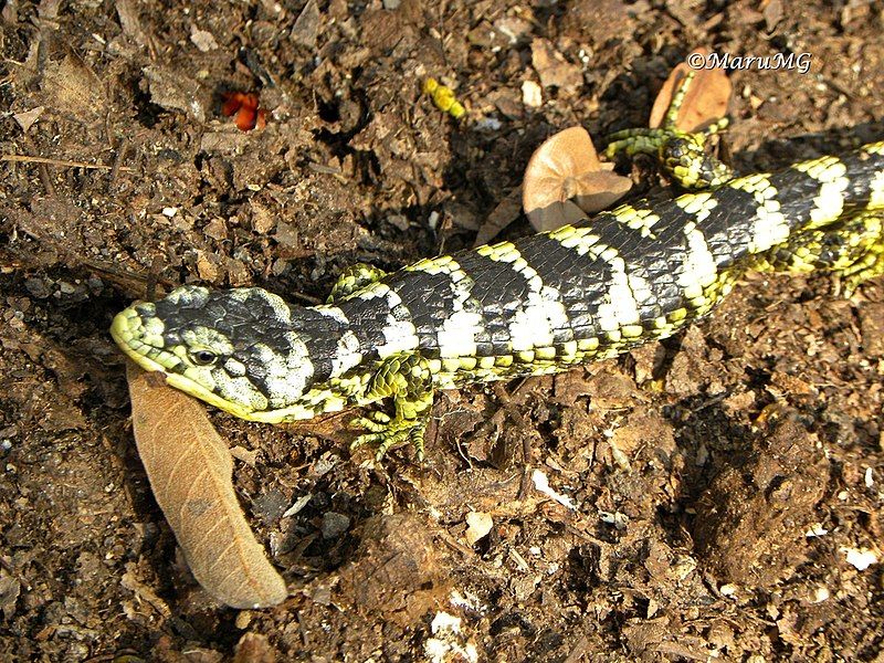 File:Abronia taeniata.jpg