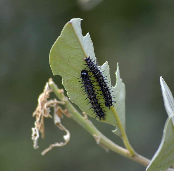 File:Acraea horta02.jpg