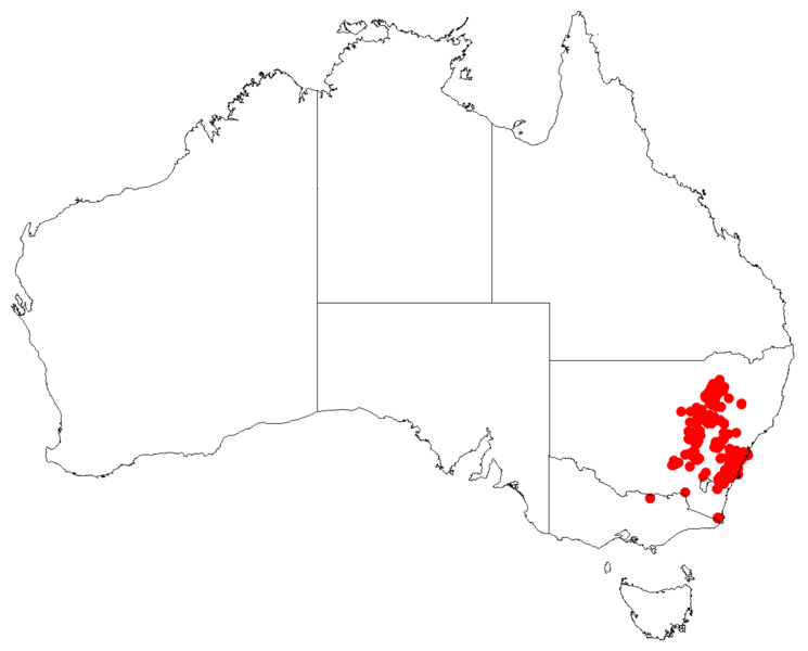 File:AllocasuarinadiminutaDistributionMap13.png