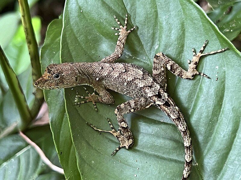 File:Anolis wilsoni.jpg