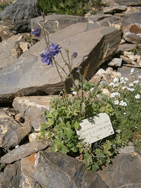 File:Aquilegia nevadensis 01.jpg