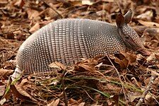 Nine-banded armadillo (Dasypus novemcinctus)