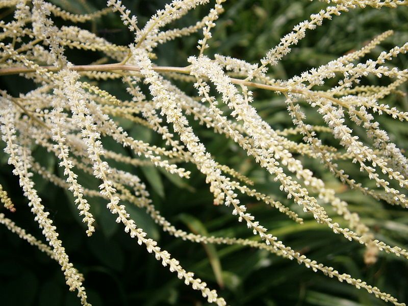 File:Aruncus dioicus close-up2.jpg