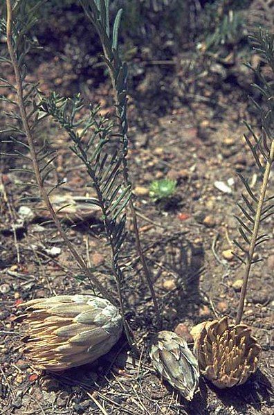 File:Banksia bipinnatifida.jpg