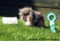 Barrow Bunnies PJ, medium sable Mini Lion Lop. Best Lop Puddletown