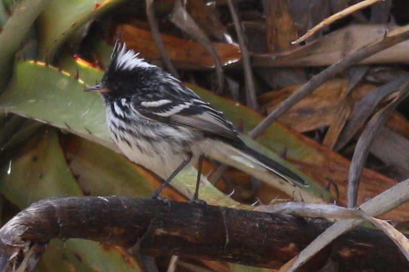 File:Black-crested Tit-tyrant.JPG