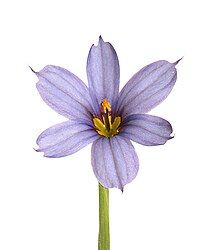 Flower with six pale purple tepals with pointed tips and a prominent orange center against a featureless white background