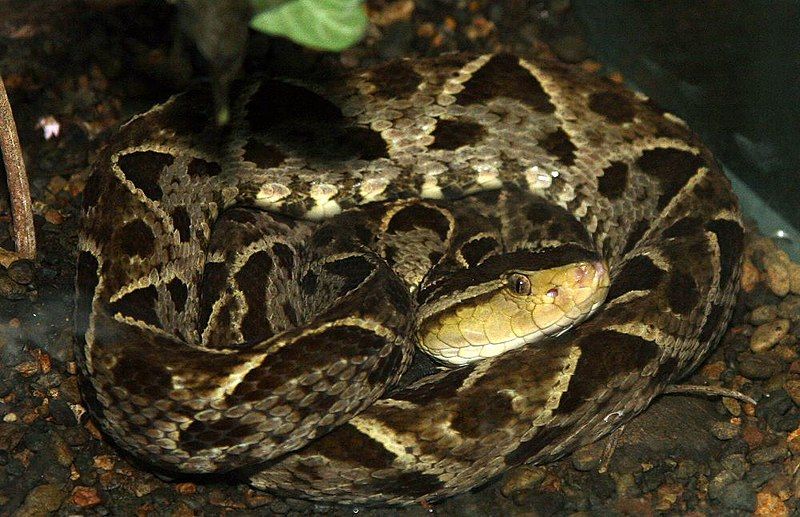 File:Bothrops asper 2zz.jpg