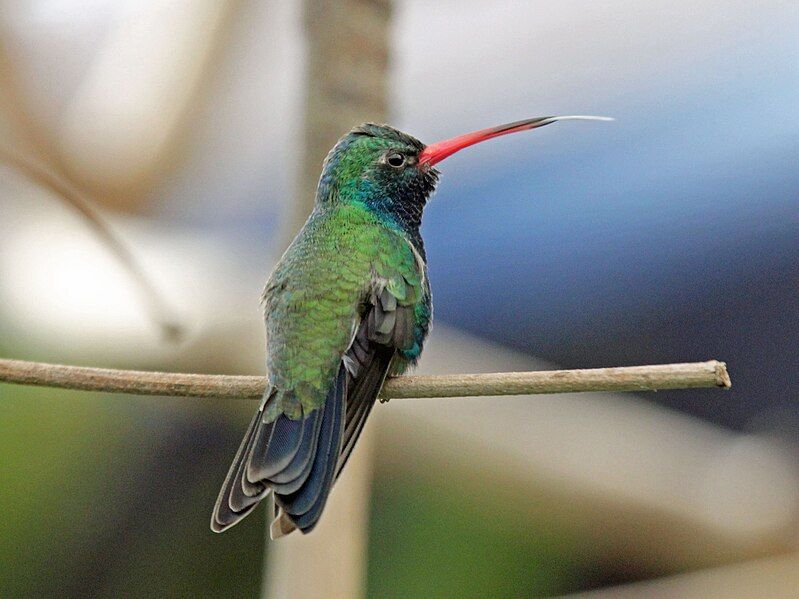 File:Broad-billed Hummingbird RWD2.jpg