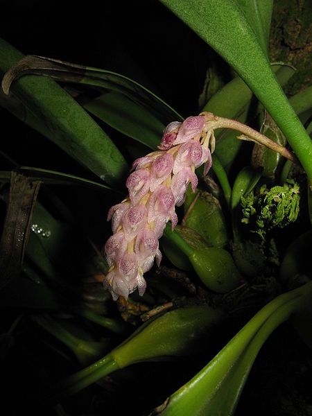 File:Bulbophyllum crassipes1.jpg