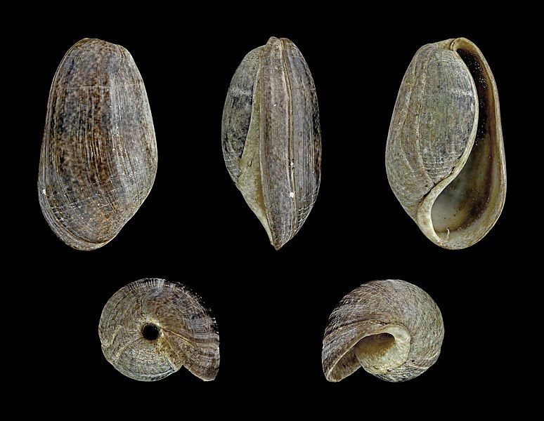 File:Bulla striata 01.JPG