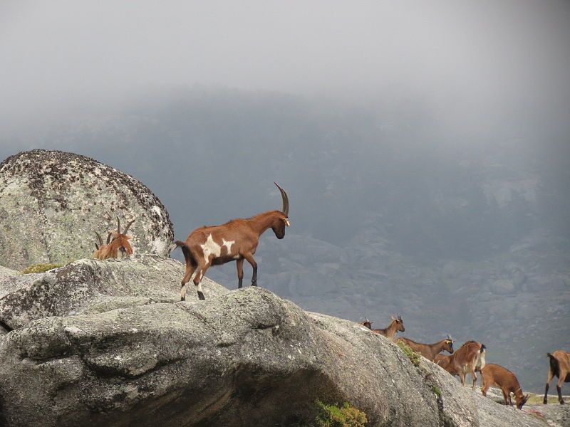 File:Cabras.JPG