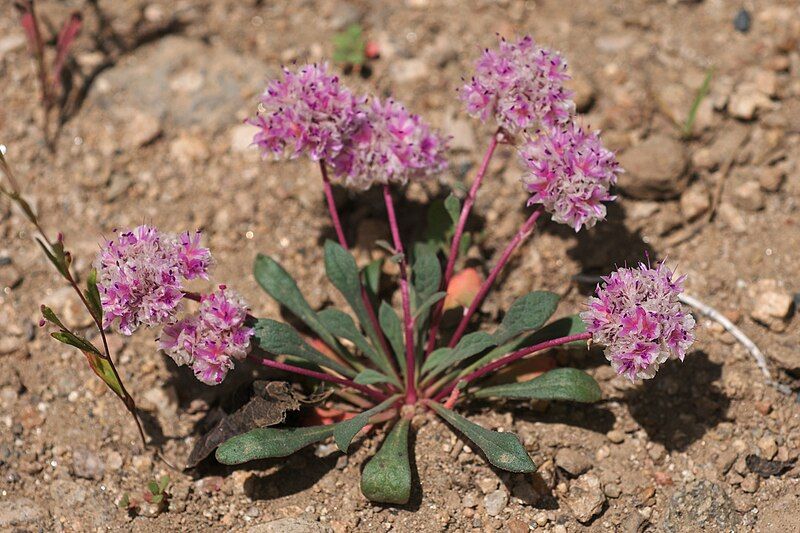 File:Calyptridium monospermum.jpg