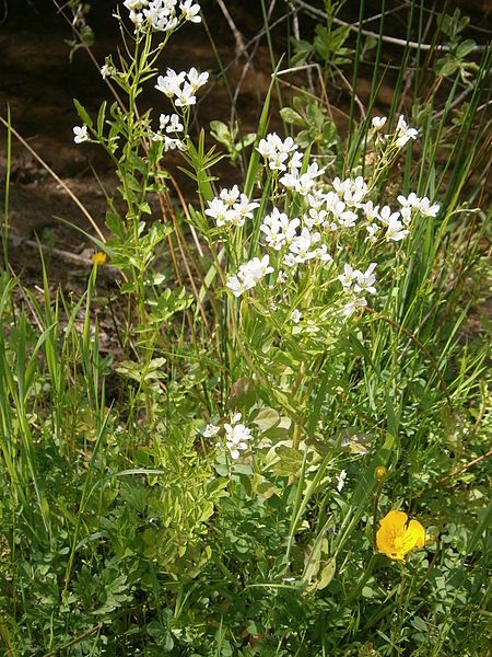 File:Cardamine amara 001.JPG