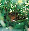 Female Cardinal on her nest.