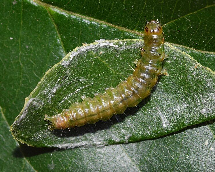 File:Chalcidoptera thermographa larva.jpg