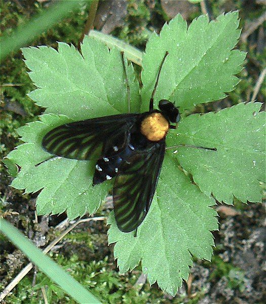 File:Chrysopilus thoracicus.jpg