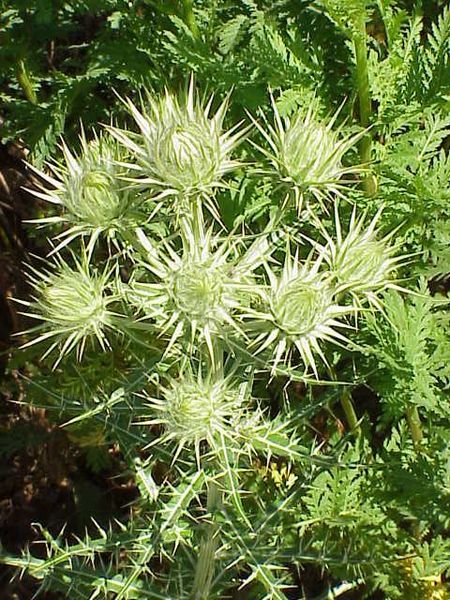 File:Cirsium diacanthum1.jpg