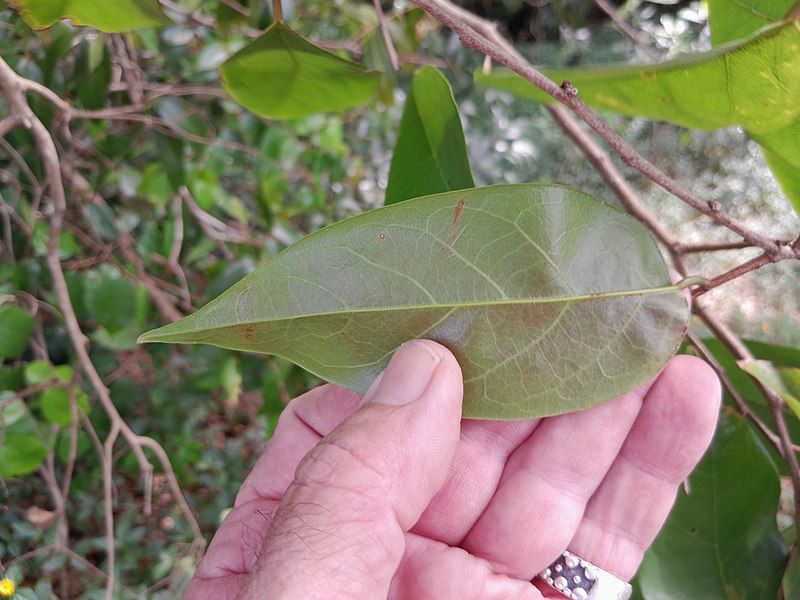 File:Cleistanthus hylandii 233717252.jpg