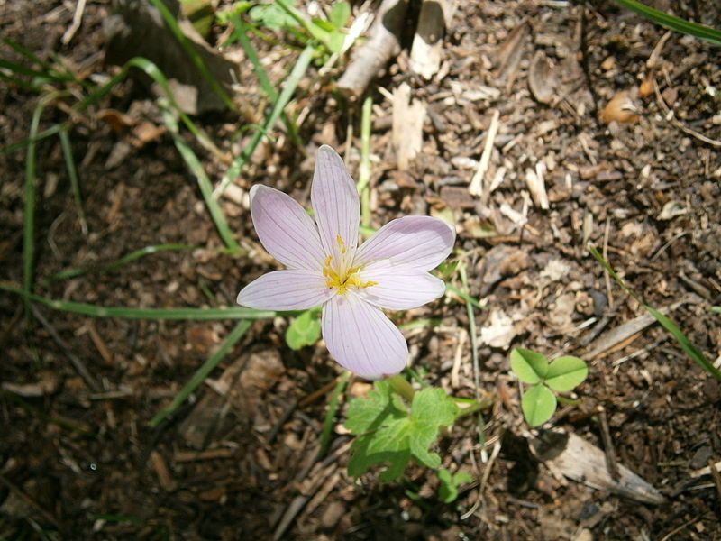 File:Colchicum alpinum 02.jpg