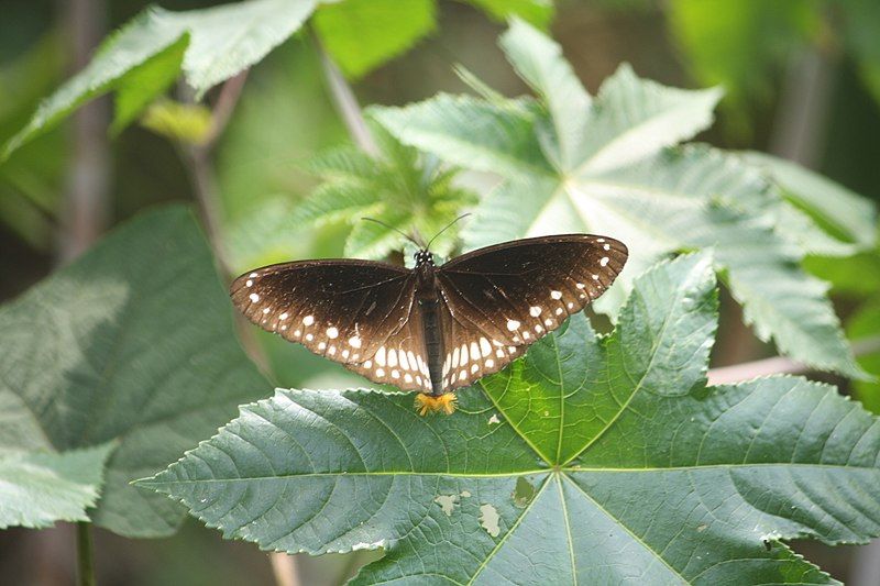 File:CommonCrowButterfly 0482.JPG