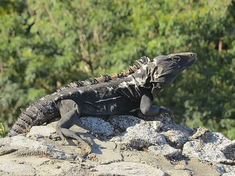 File:Ctenosaura pectinata (24333259842).jpg