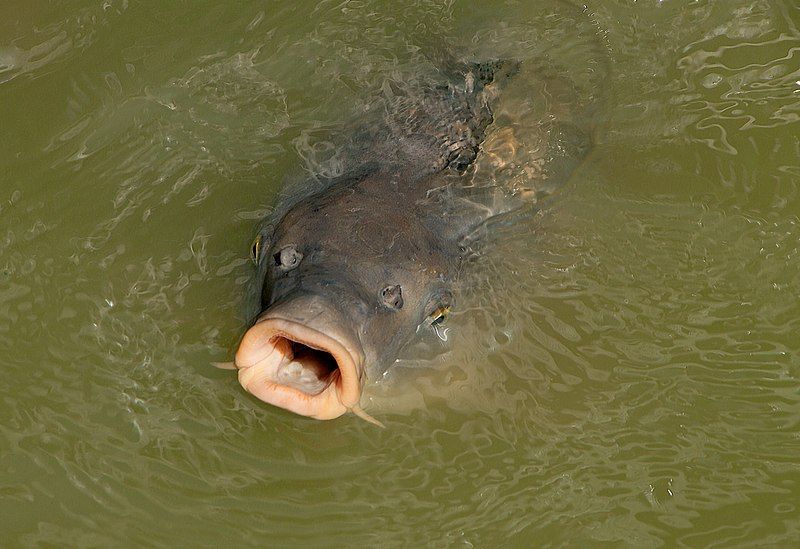 File:Cyprinus carpio 01.jpg