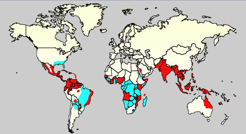 File:Dengue06.png