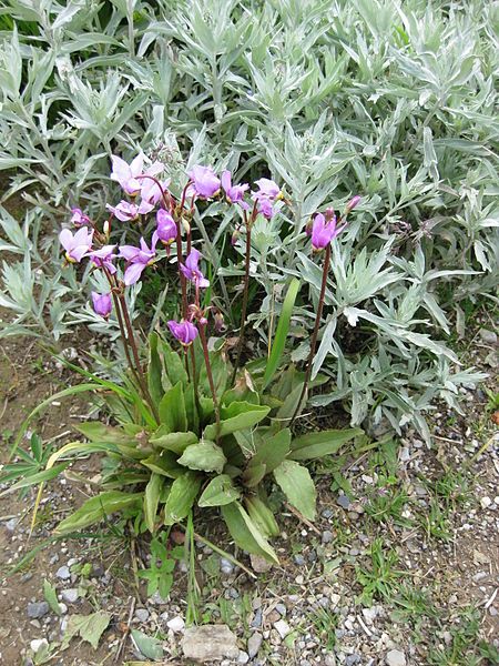 File:Dodecatheon meadia 001.JPG