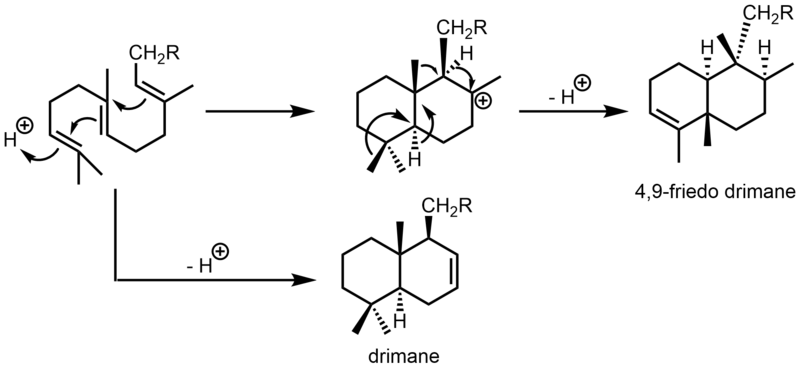 File:Drimane Skeleton Biosynthesis.png