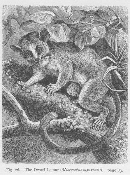 File:Dwarf Lemur.jpg