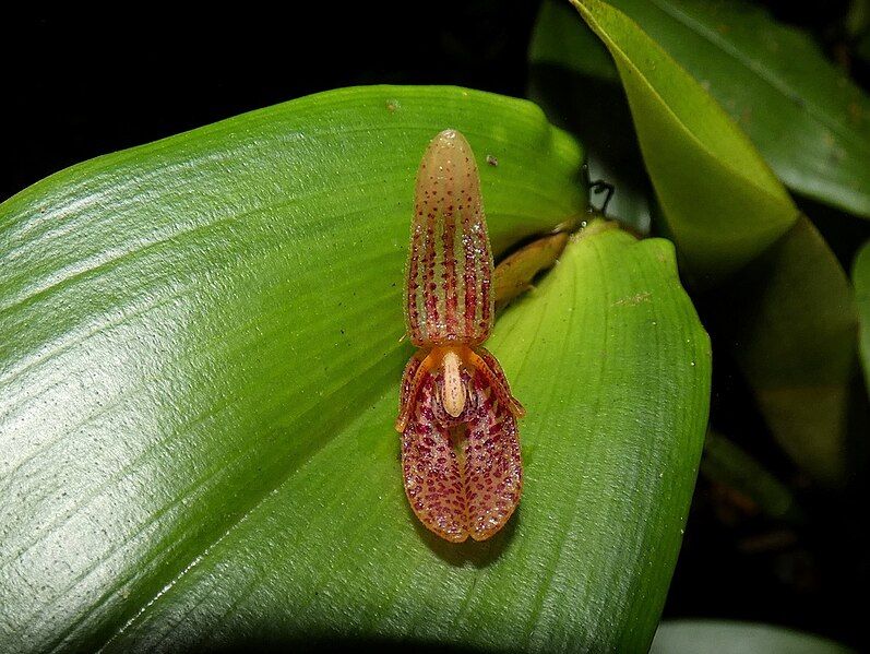 File:Echinosepala sempergemmata.jpg