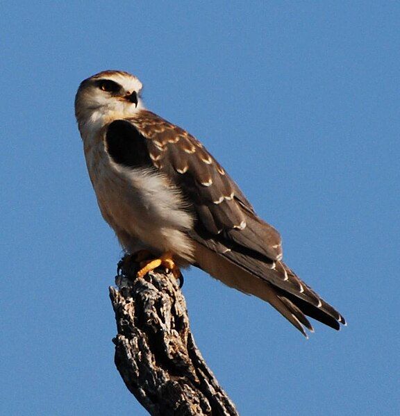 File:Elanus caeruleus.jpg