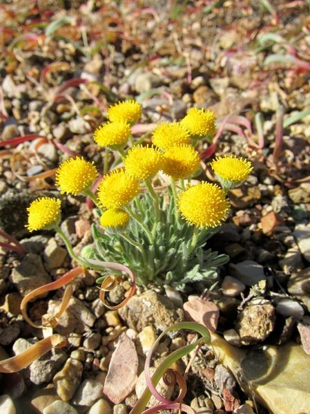 File:Erigeron aphanactis 2.jpg