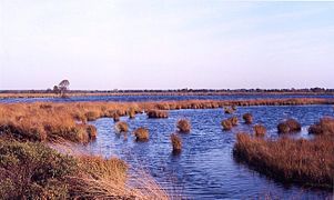 The Dobbe, a nearby bog eye