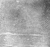 In a fingerprint, a whorl is each ridge arranged circularly around a central point on the finger.