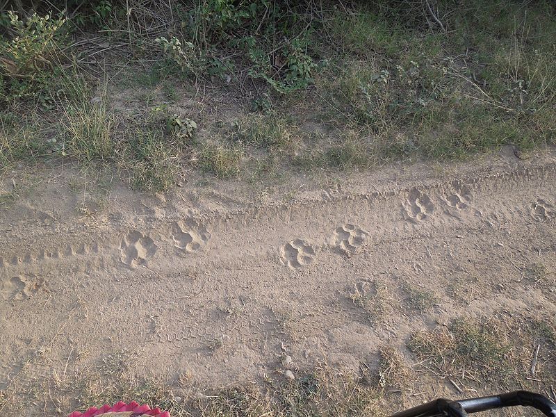 File:Fresh tiger pugmarks.jpg