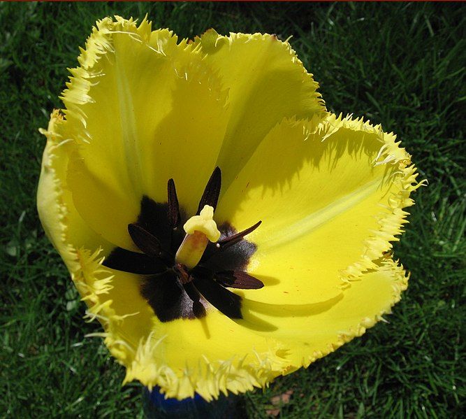 File:Fringed tulip.jpg