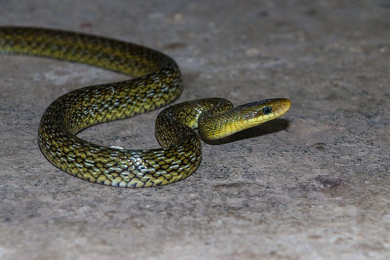 File:Himalayan Trinket juvenile.jpg