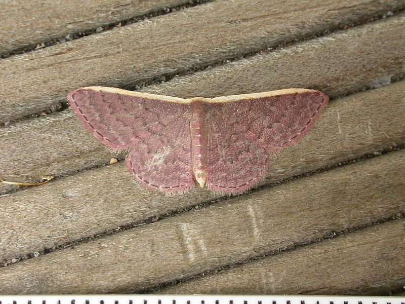 File:Idaea costaria (6827914349).jpg