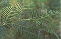 Close-up of the leaves