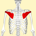 Infraspinatus muscle seen from behind.