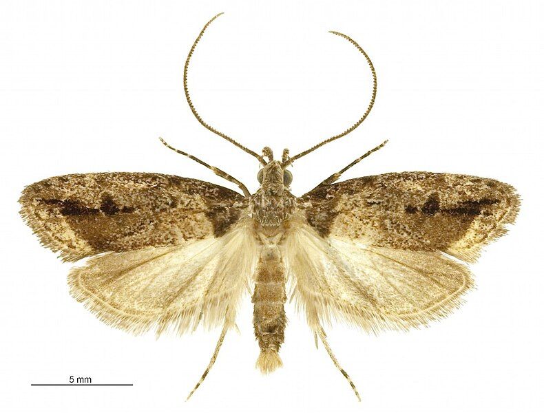 File:Izatha caustopa male.jpg